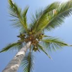  Palm Tree, Mexico 2011